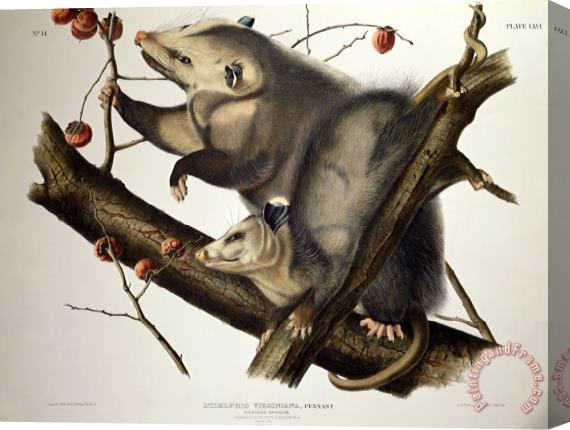 John James Audubon Virginian Opossum Stretched Canvas Print / Canvas Art