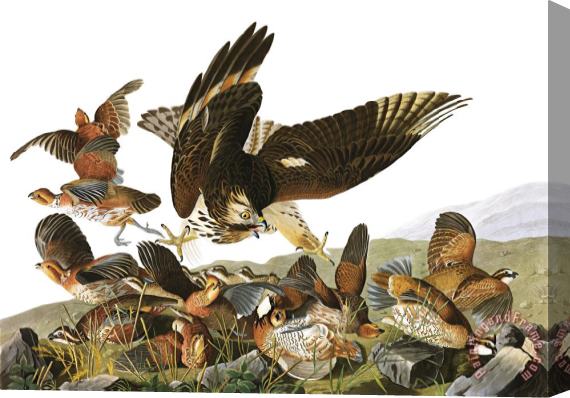 John James Audubon Virginian Partridge Stretched Canvas Painting / Canvas Art