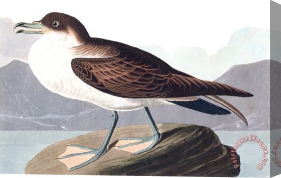 John James Audubon Wandering Shearwater Stretched Canvas Print / Canvas Art