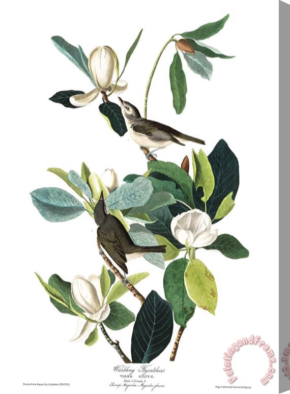 John James Audubon Warbling Flycatcher Stretched Canvas Print / Canvas Art