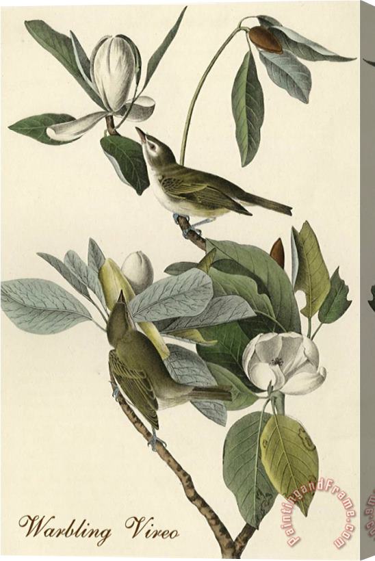 John James Audubon Warbling Vireo Stretched Canvas Painting / Canvas Art
