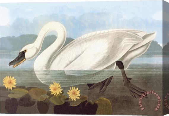John James Audubon Whistling Swan Stretched Canvas Painting / Canvas Art