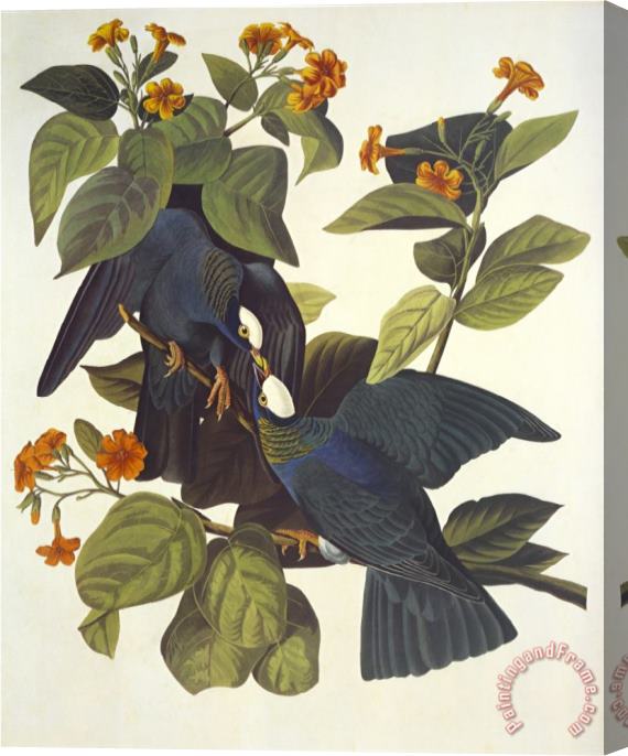 John James Audubon White Crowned Pigeon Stretched Canvas Print / Canvas Art