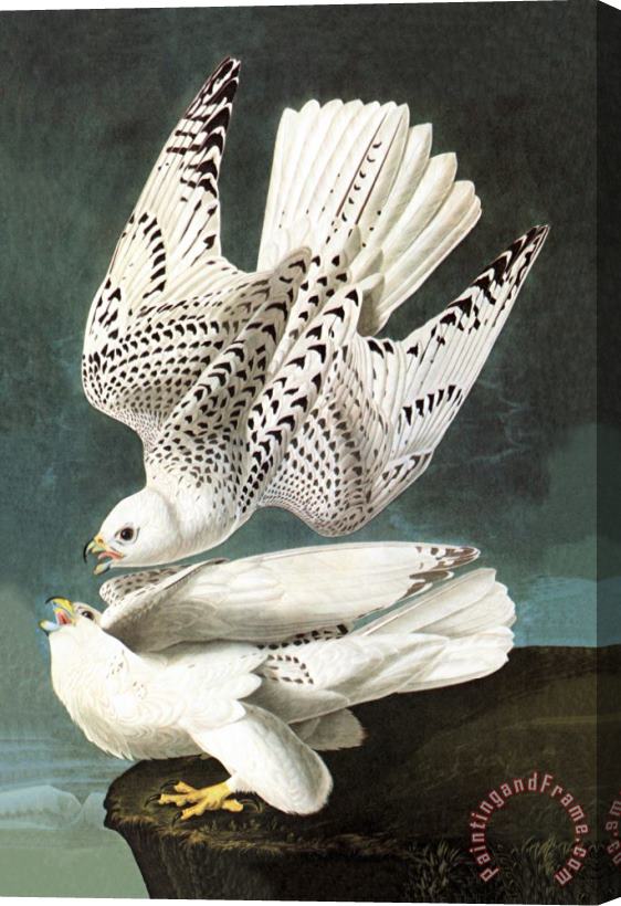 John James Audubon White Gyrfalcon Stretched Canvas Print / Canvas Art
