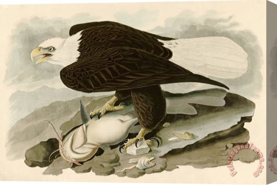 John James Audubon White Headed Eagle Stretched Canvas Painting / Canvas Art