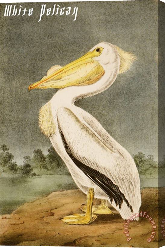 John James Audubon White Pelican Stretched Canvas Painting / Canvas Art