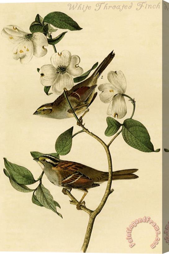 John James Audubon White Throated Finch Stretched Canvas Print / Canvas Art