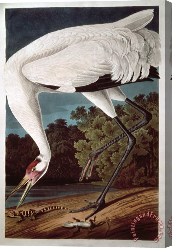 John James Audubon Whooping Crane From Birds of America Stretched Canvas Print / Canvas Art