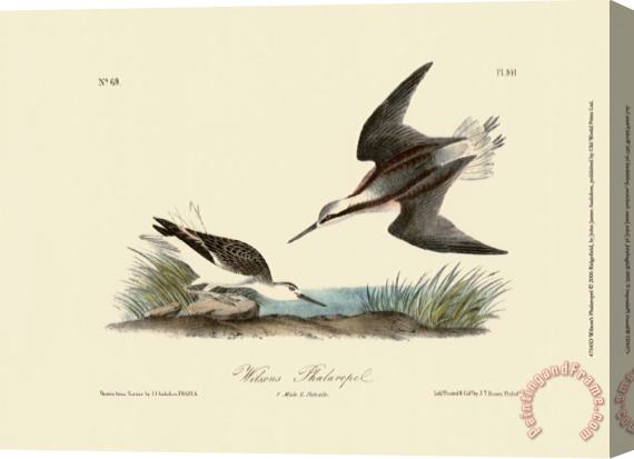 John James Audubon Wilson S Phalaropel Stretched Canvas Print / Canvas Art