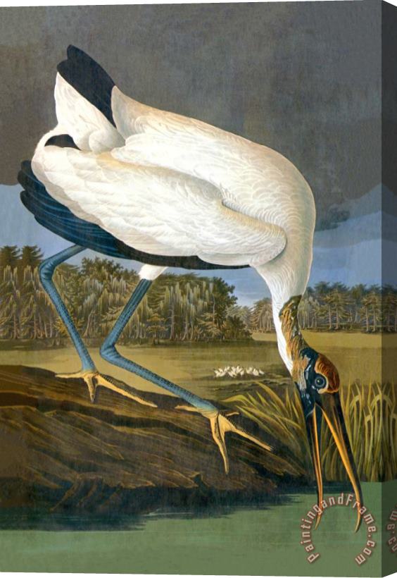 John James Audubon Wood Stork Stretched Canvas Painting / Canvas Art