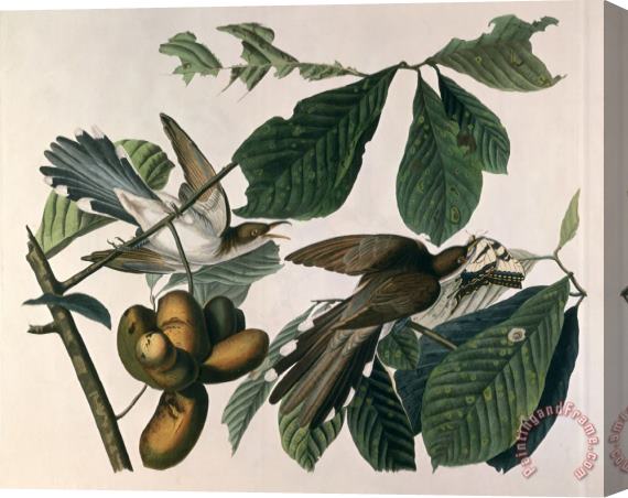 John James Audubon Yellow Billed Cuckoo From Birds of America Engraved by William Home Lizars Stretched Canvas Painting / Canvas Art