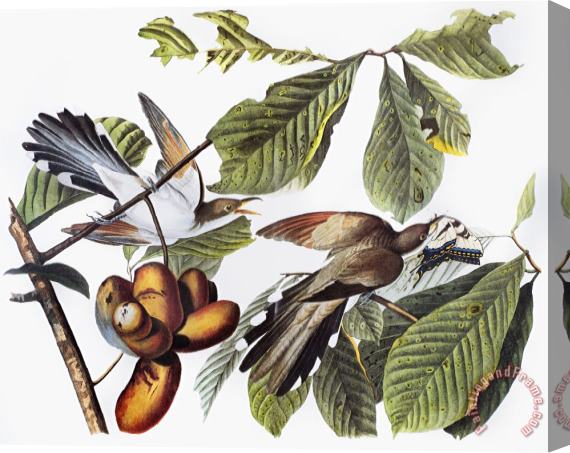John James Audubon Yellow Billed Cuckoo Stretched Canvas Painting / Canvas Art
