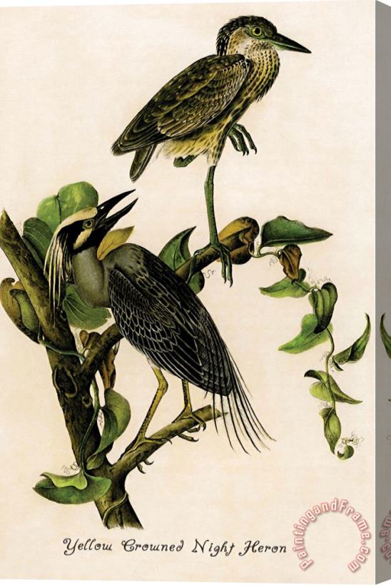 John James Audubon Yellow Crowned Night Heron Stretched Canvas Print / Canvas Art