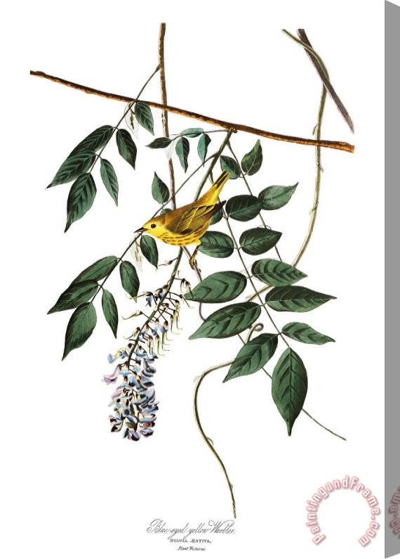 John James Audubon Yellow Poll Warbler Stretched Canvas Painting / Canvas Art
