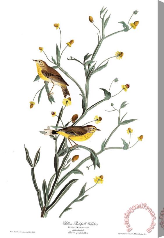 John James Audubon Yellow Red Poll Warbler Stretched Canvas Print / Canvas Art