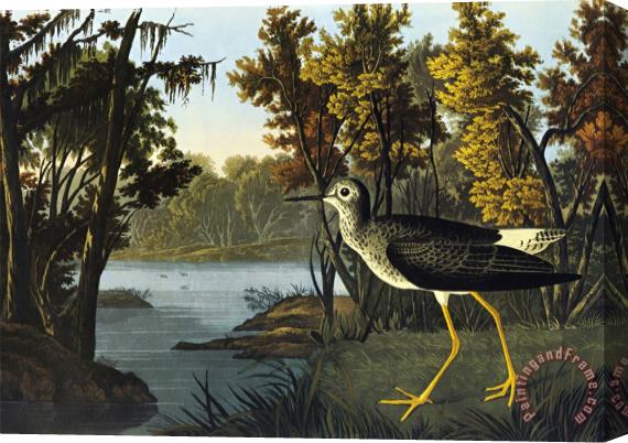 John James Audubon Yellow Shank Stretched Canvas Painting / Canvas Art