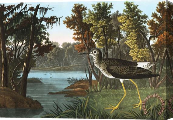 John James Audubon Yellow Shank Stretched Canvas Print / Canvas Art