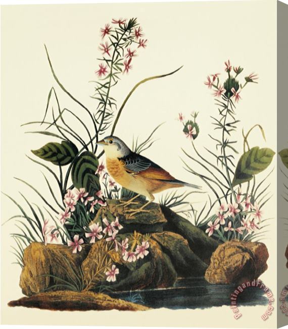 John James Audubon Yellow Winged Sparrow Stretched Canvas Painting / Canvas Art