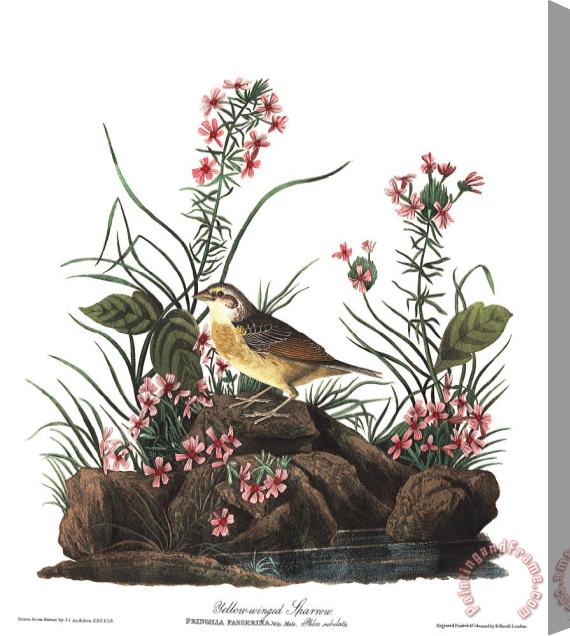 John James Audubon Yellow Winged Sparrow Stretched Canvas Print / Canvas Art