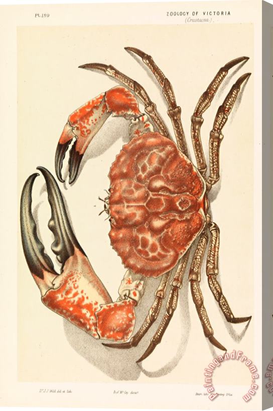 John James Wild Tasmanian Giant Crab, Pseudocarcinus Gigas Stretched Canvas Print / Canvas Art