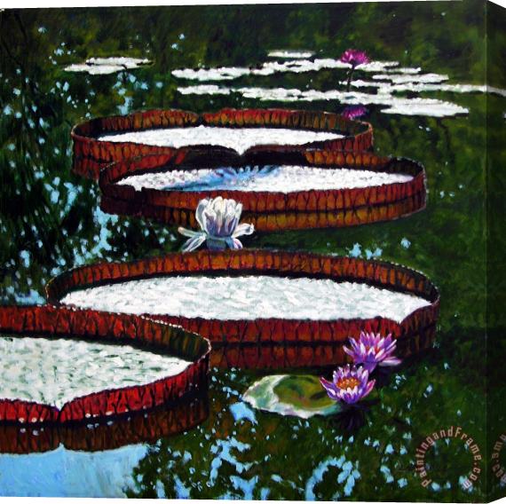 John Lautermilch Lily Pad Highlights Stretched Canvas Print / Canvas Art