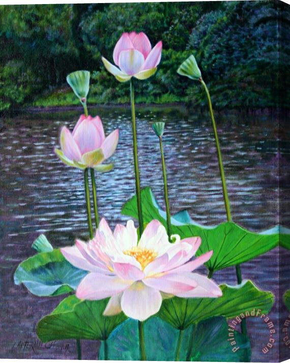 John Lautermilch Lotus Stretched Canvas Print / Canvas Art