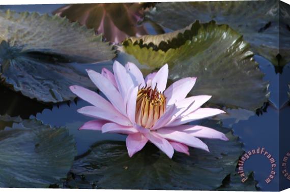 John Lautermilch Pink Lily in Half Shade Stretched Canvas Painting / Canvas Art
