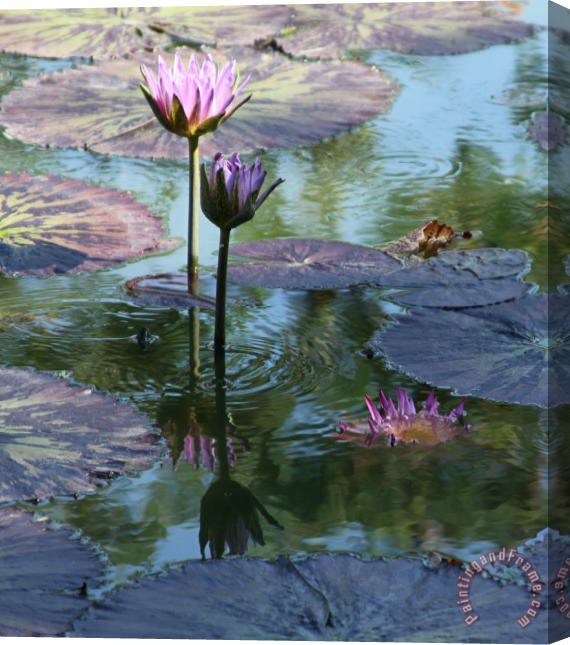 John Lautermilch Ripples and Pink Lilies Stretched Canvas Print / Canvas Art