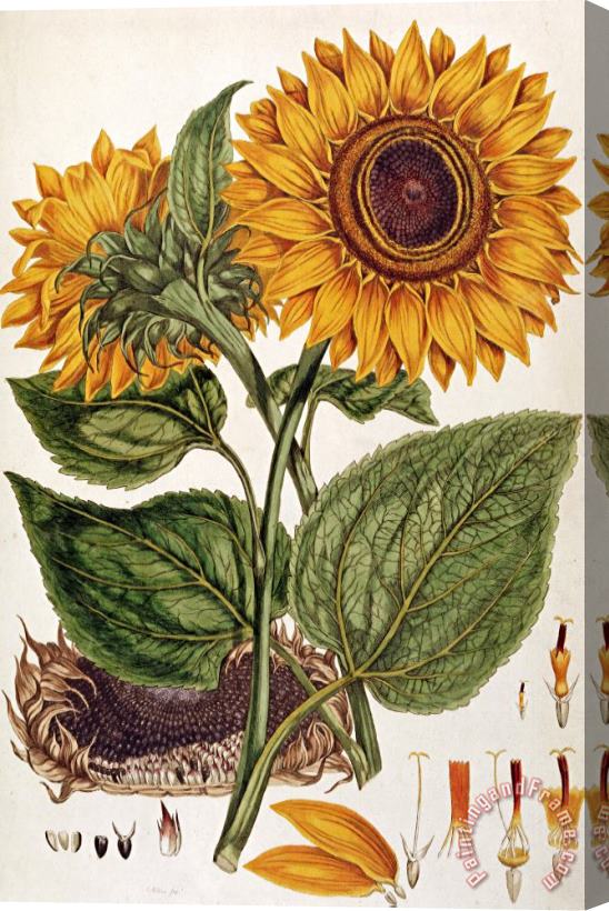 John Miller Sunflower Stretched Canvas Painting / Canvas Art