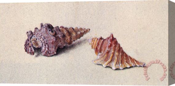 John Ruskin Study of Two Shells Stretched Canvas Painting / Canvas Art