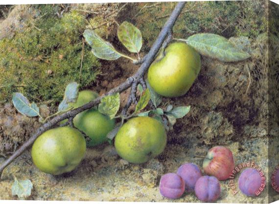 John Sherrin Apples and Plums on a Mossy Bank Stretched Canvas Print / Canvas Art