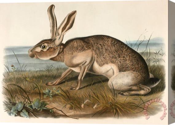 John Woodhouse Audubon Texian Hare (lepus Texianus) Stretched Canvas Painting / Canvas Art