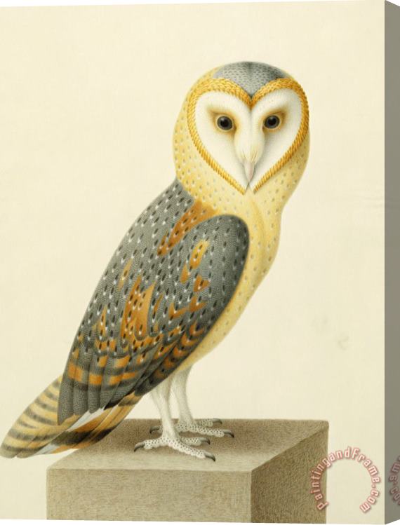 Joseph Nicolas Robert-Fleury A Barn Owl (tyto Alba) Stretched Canvas Painting / Canvas Art