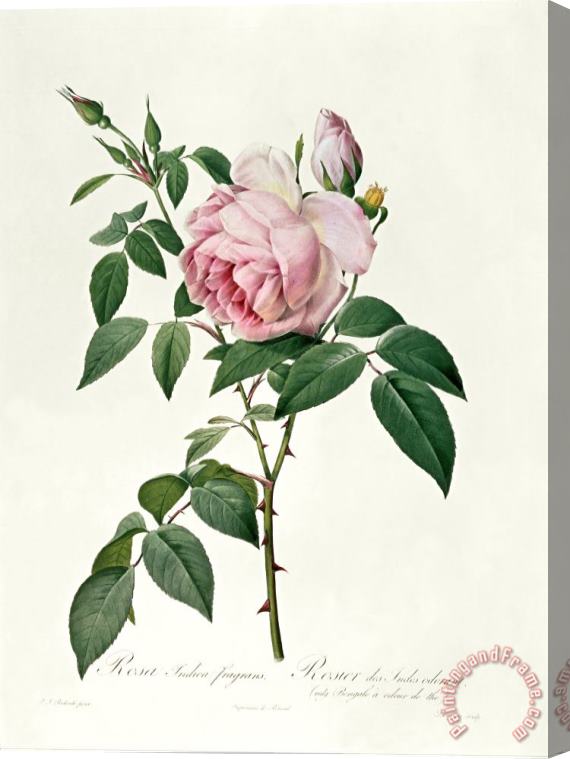 Joseph Pierre Redoute Rosa chinensis and Rosa gigantea Stretched Canvas Print / Canvas Art