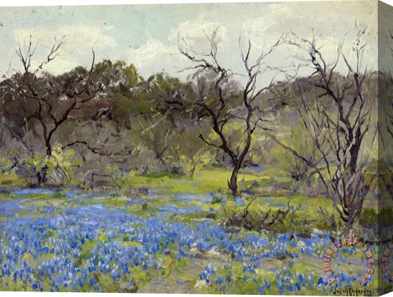 Julian Onderdonk Early Spring Bluebonnets And Mesquite Stretched Canvas Print / Canvas Art