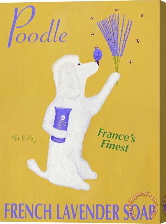 Ken Bailey Poodle French Lavender Soap Stretched Canvas Print / Canvas Art