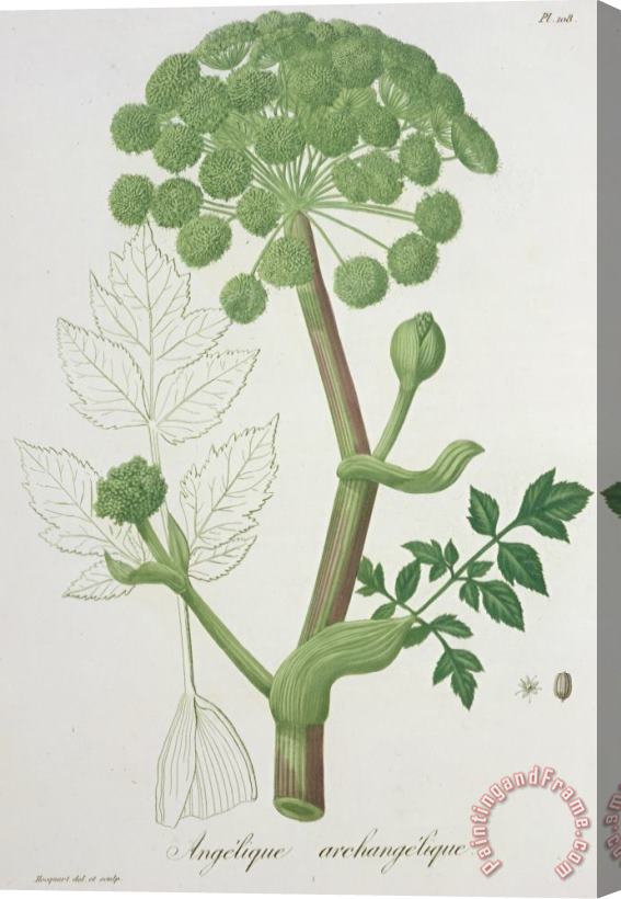 L F J Hoquart Angelica Archangelica From 'phytographie Medicale' By Joseph Roques Stretched Canvas Painting / Canvas Art