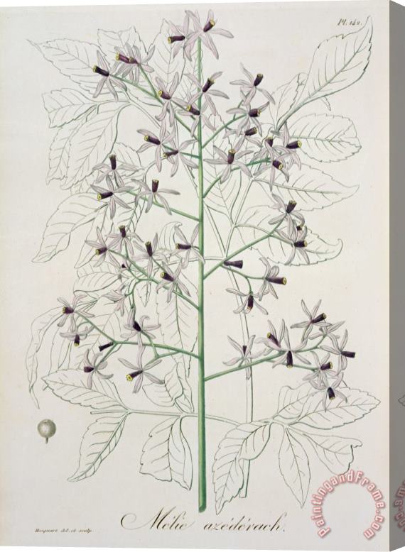 L F J Hoquart Melia Azedarach From 'phytographie Medicale' By Joseph Roques Stretched Canvas Painting / Canvas Art