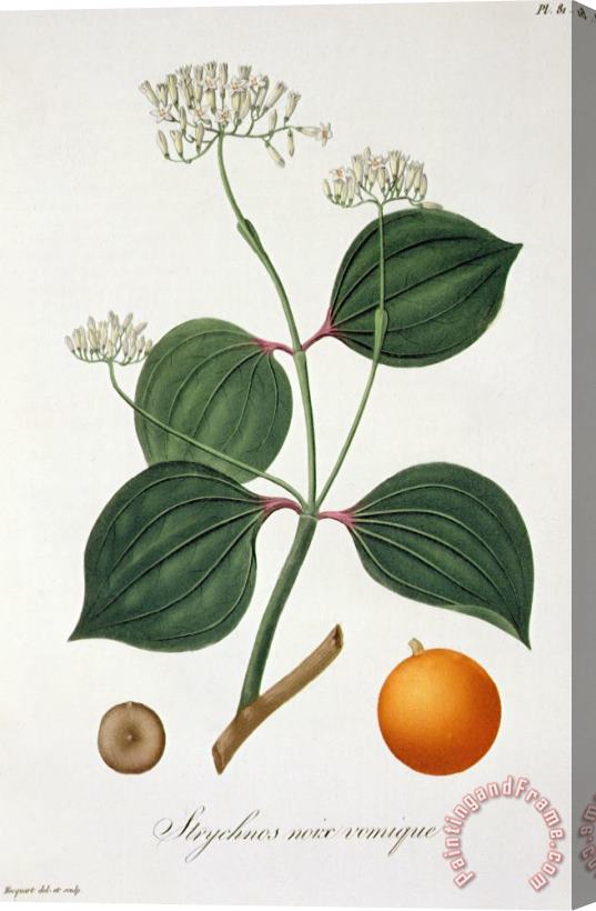 L F J Hoquart Strychnos Nux Vomica From 'phytographie Medicale' By Joseph Roques Stretched Canvas Painting / Canvas Art