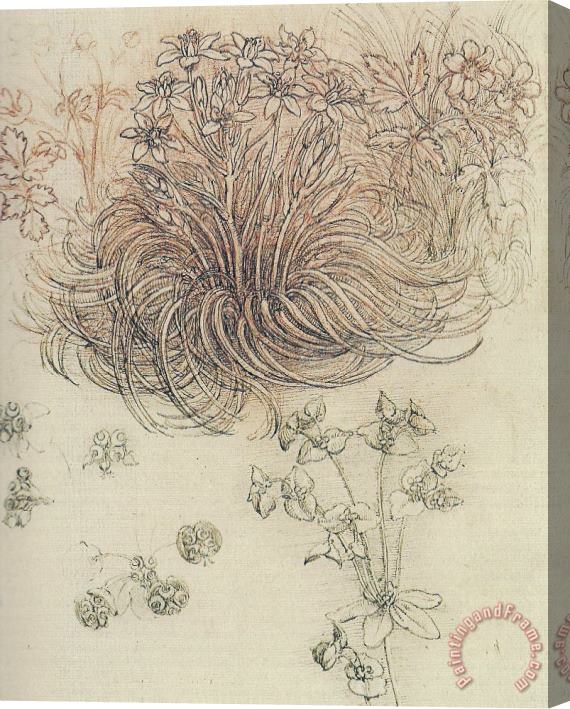 Leonardo da Vinci Botanical Study Stretched Canvas Print / Canvas Art