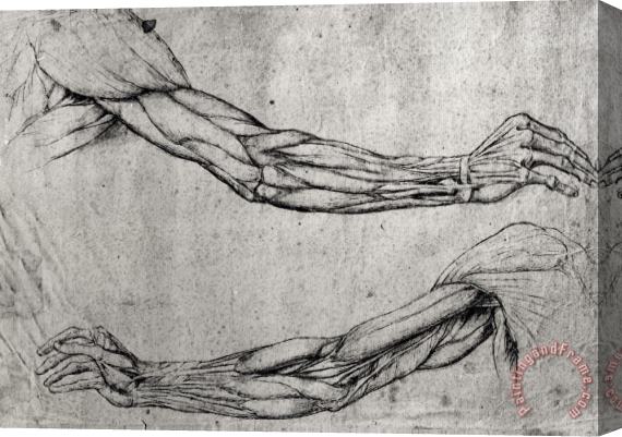 Leonardo da Vinci Study Of Arms Stretched Canvas Print / Canvas Art