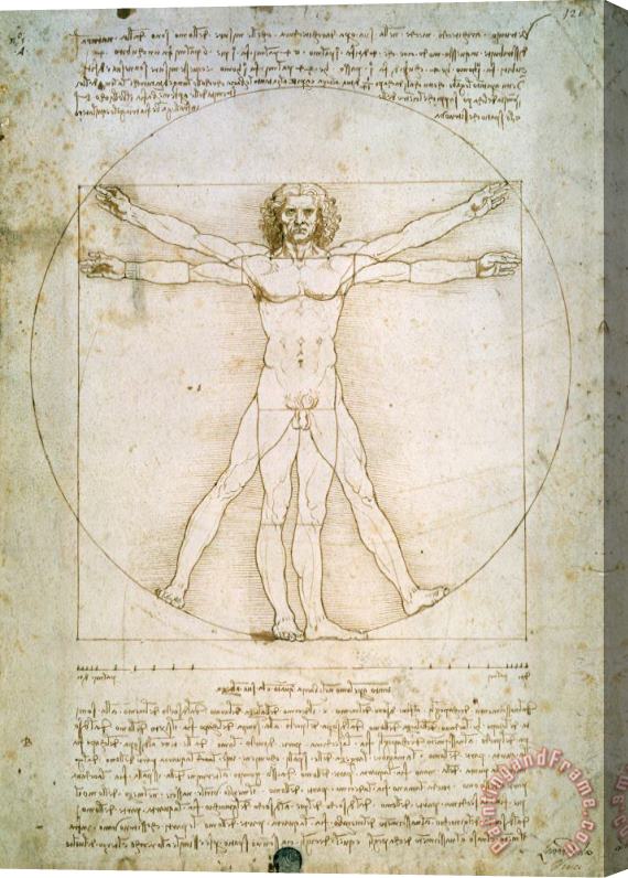Leonardo da Vinci The Proportions of the human figure Stretched Canvas Painting / Canvas Art