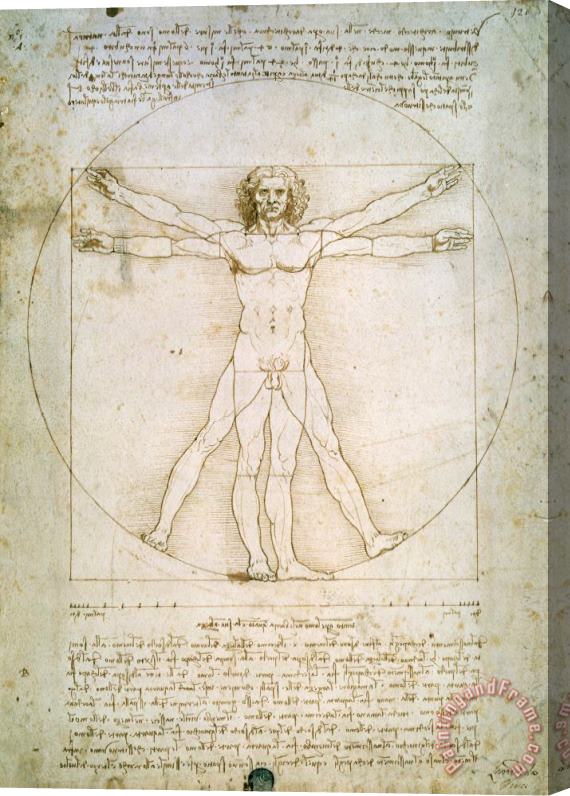 Leonardo da Vinci The Proportions of the Human Figure Stretched Canvas Print / Canvas Art