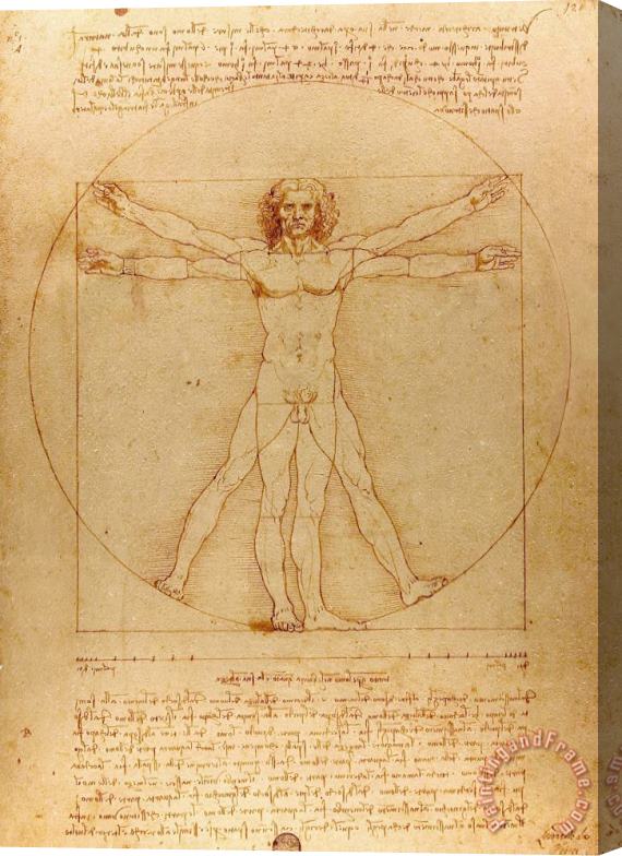 Leonardo da Vinci The Vitruvian Man Stretched Canvas Print / Canvas Art