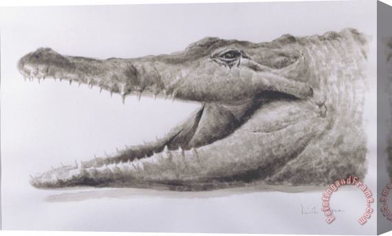 Lincoln Seligman Crocodile Stretched Canvas Print / Canvas Art