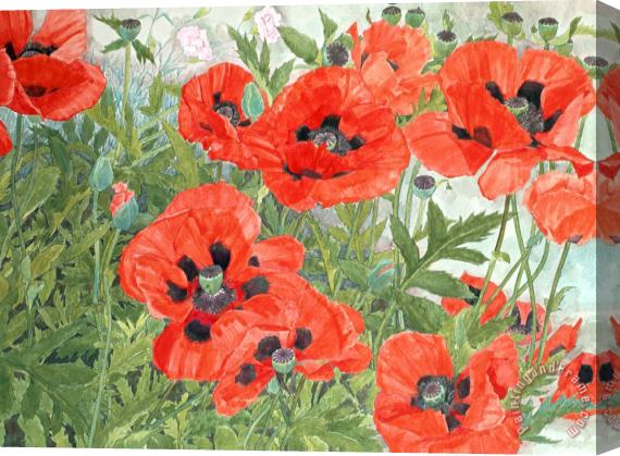 Linda Benton Poppies Stretched Canvas Painting / Canvas Art