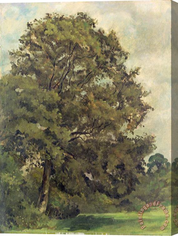 Lionel Constable Study of an Ash Tree Stretched Canvas Painting / Canvas Art