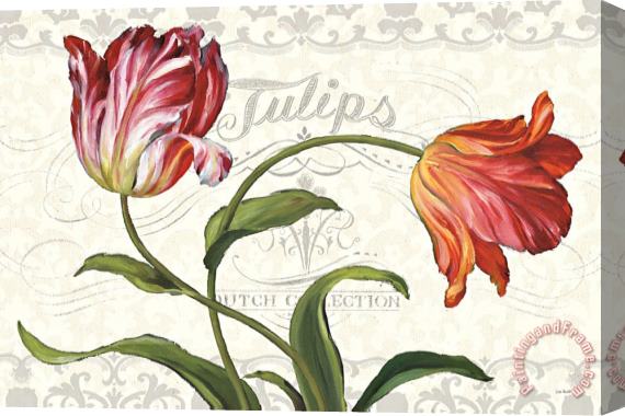 Lisa Audit Tulipa Botanica I Cream Stretched Canvas Painting / Canvas Art