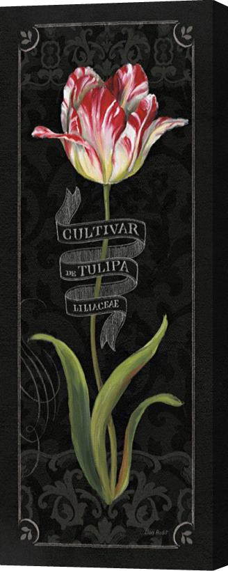 Lisa Audit Tulipa Botanica III Stretched Canvas Print / Canvas Art