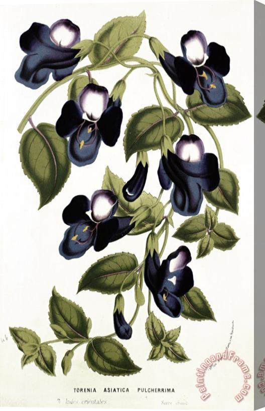 Louis van Houtte Torenia Asiatica pulcherrima Stretched Canvas Print / Canvas Art